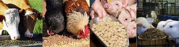 各種動物正在食用飼料顆粒機(jī)壓制出來的顆粒飼料圖片